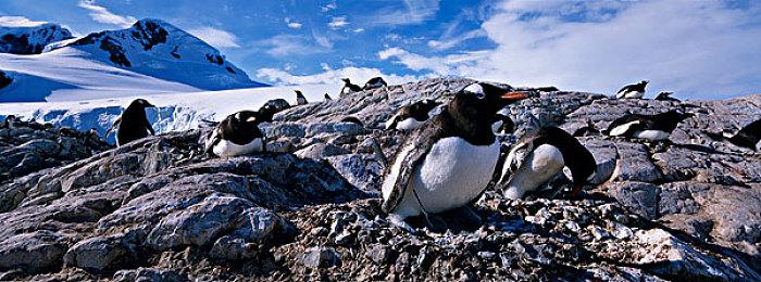 《原神》新角色夜兰新演示 危险且迷人的美女