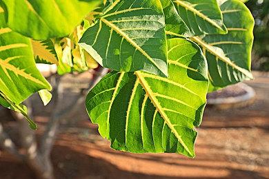 国服手游《重生细胞》销量突破500万 新版本筹备中